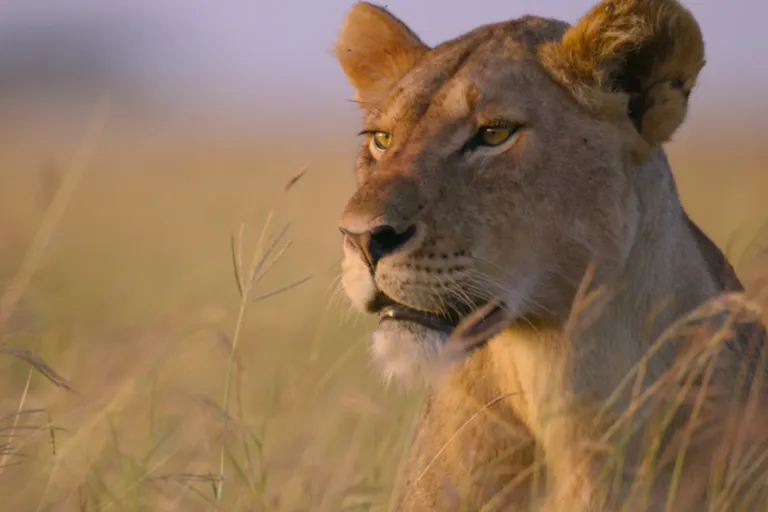 A lion sits in some long grass.