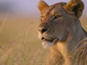 A lion sits in some long grass.
