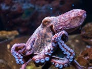 Side profile of an elegant looking purple/pink octopus on some rocks under the ocean