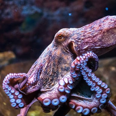 Side profile of an elegant looking purple/pink octopus on some rocks under the ocean