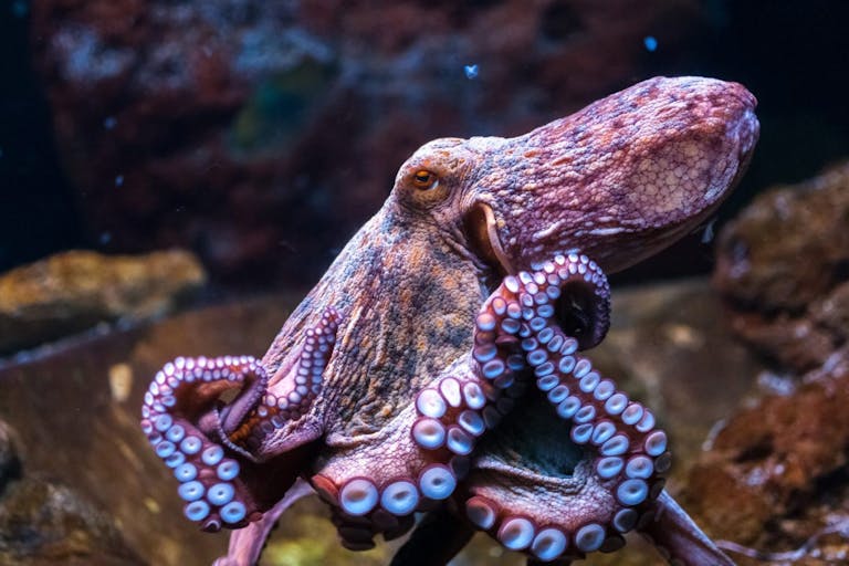 Side profile of an elegant looking purple/pink octopus on some rocks under the ocean