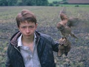 A young white boy with a flapping kestrel on his hand standing in a muddy field