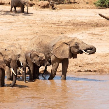 Group of elephants bathe in the water