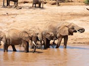 Group of elephants bathe in the water