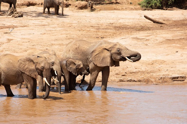 Group of elephants bathe in the water