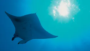 A stingray swimming in crystal blue water