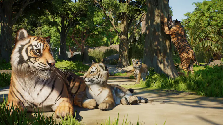 A number of tigers (some sitting, one walking, one trying to climb a tree) in the jungle