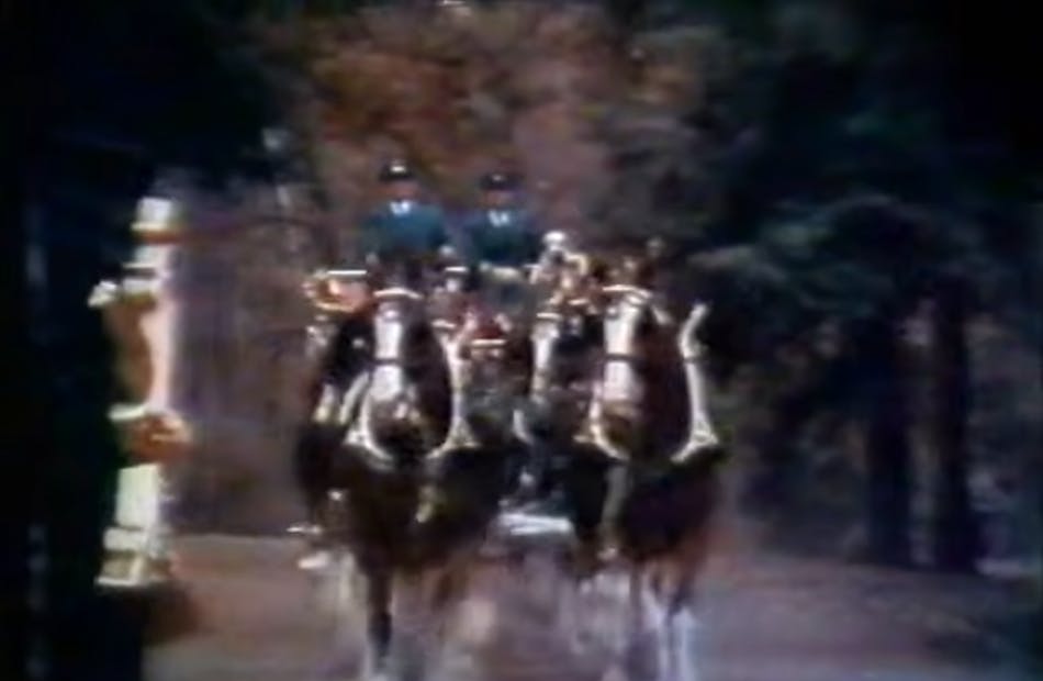 Budweiser Clydesdales