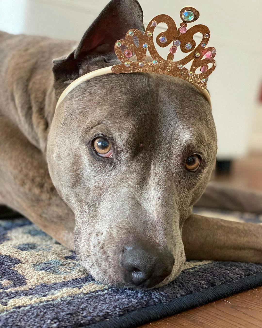 Arrow wearing a tiara.