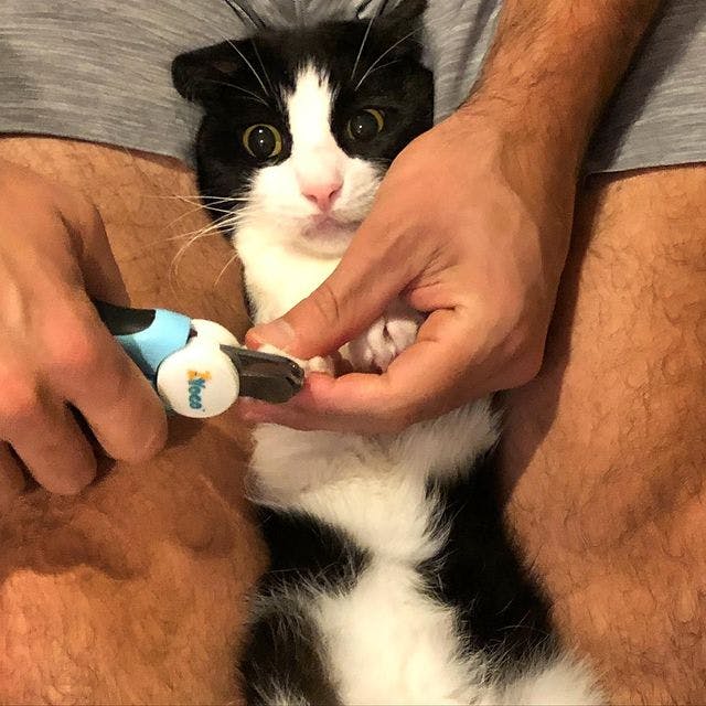 Oreo getting a pedicure