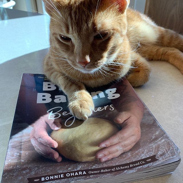 Sonny cat reading up on sourdough