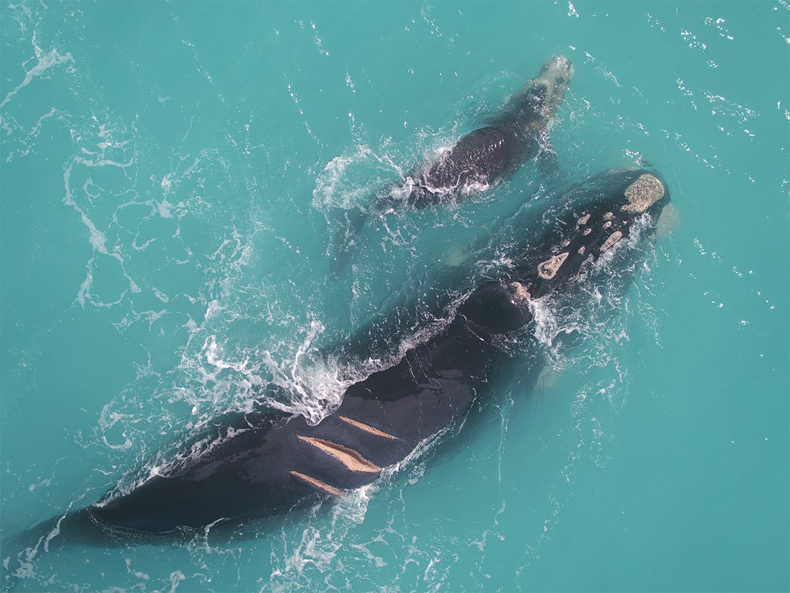 Whale mother with ship strike injuries.