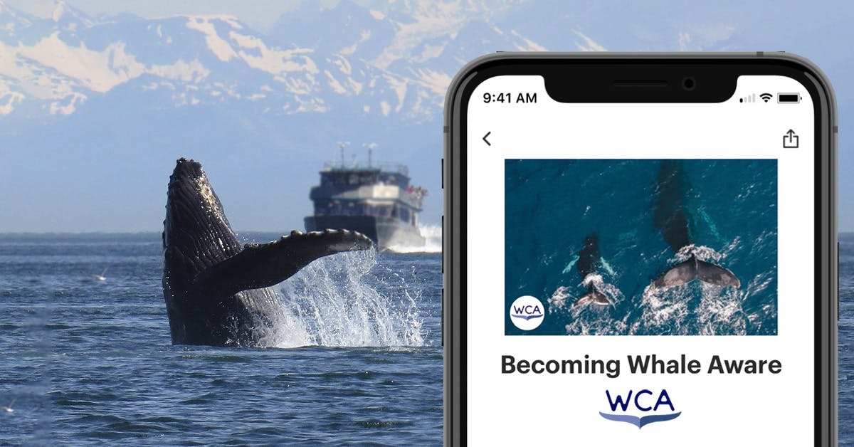 Becoming Whale Aware course by the World Cetacean Alliance is now available to seafarers on Seably.