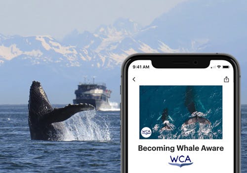 Why do seafarers need to be whale aware?