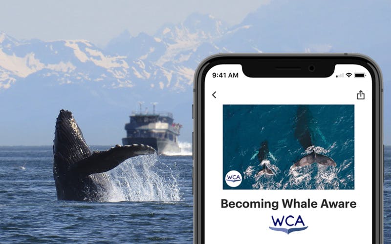 Why do seafarers need to be whale aware?