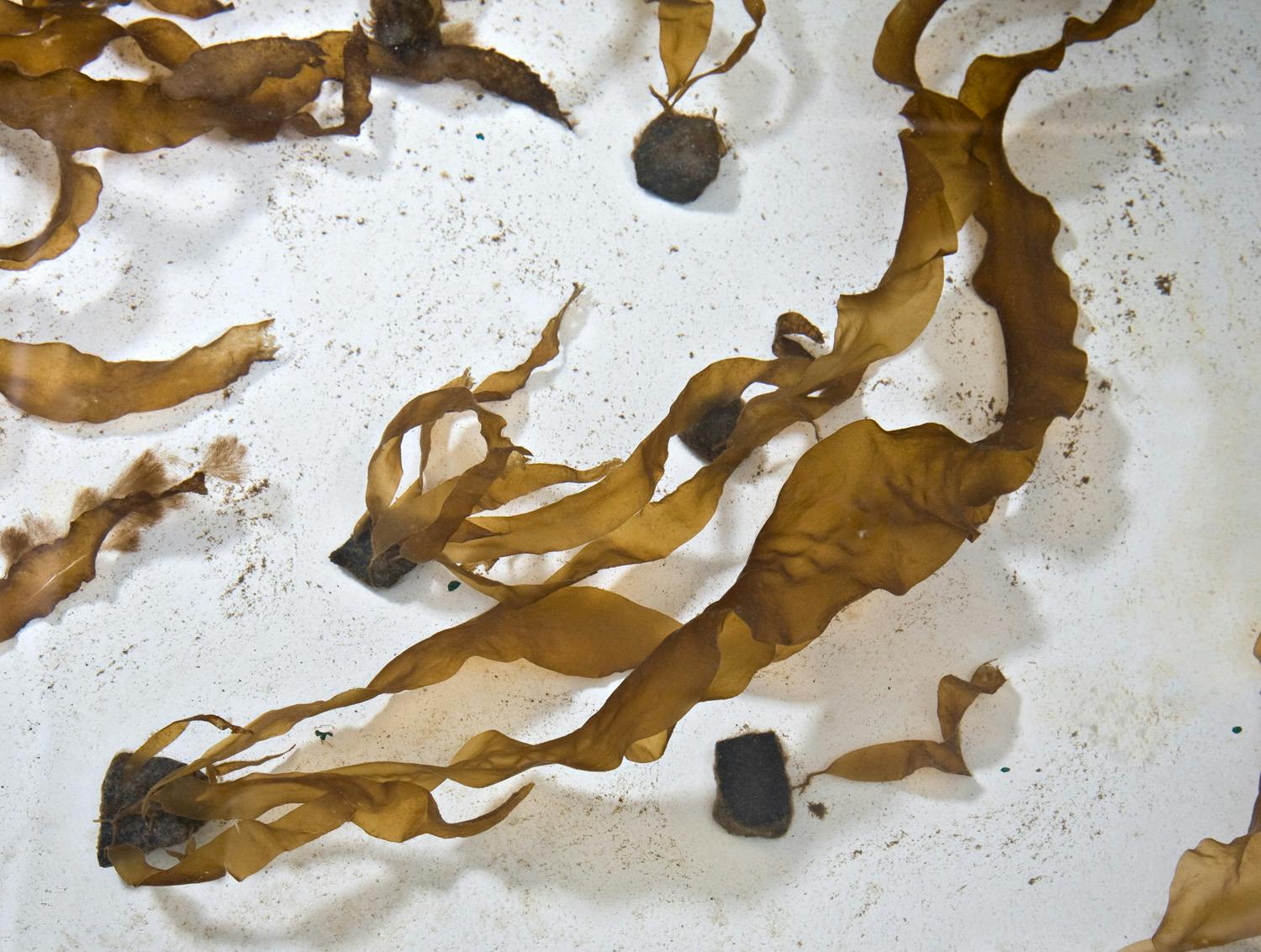 PRESS RELEASE: Seaweed experts launch global group to restore kelp forests  with new technique