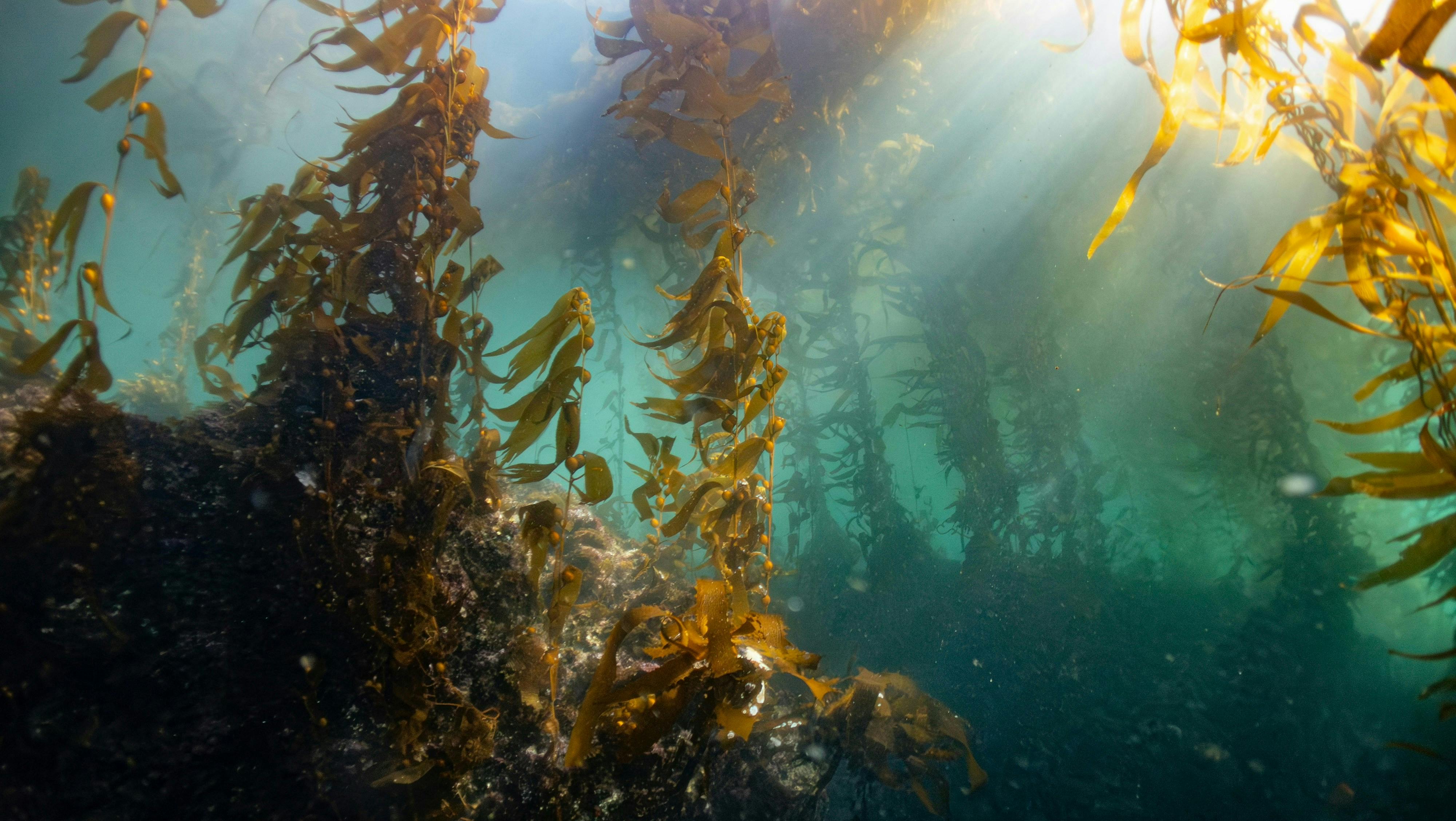 PRESS RELEASE: Seaweed experts launch global group to restore kelp forests  with new technique