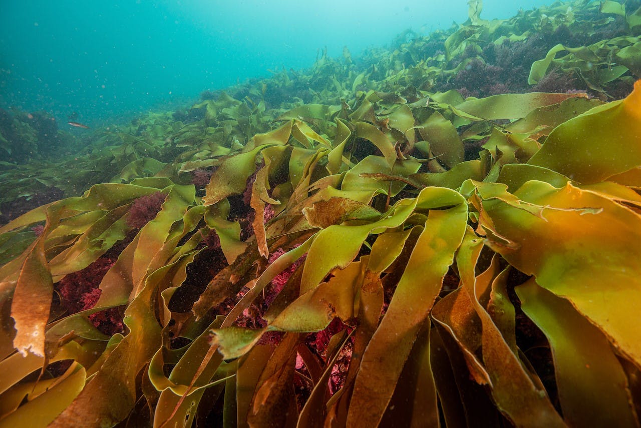 PRESS RELEASE: Seaweed experts launch global group to restore kelp forests  with new technique