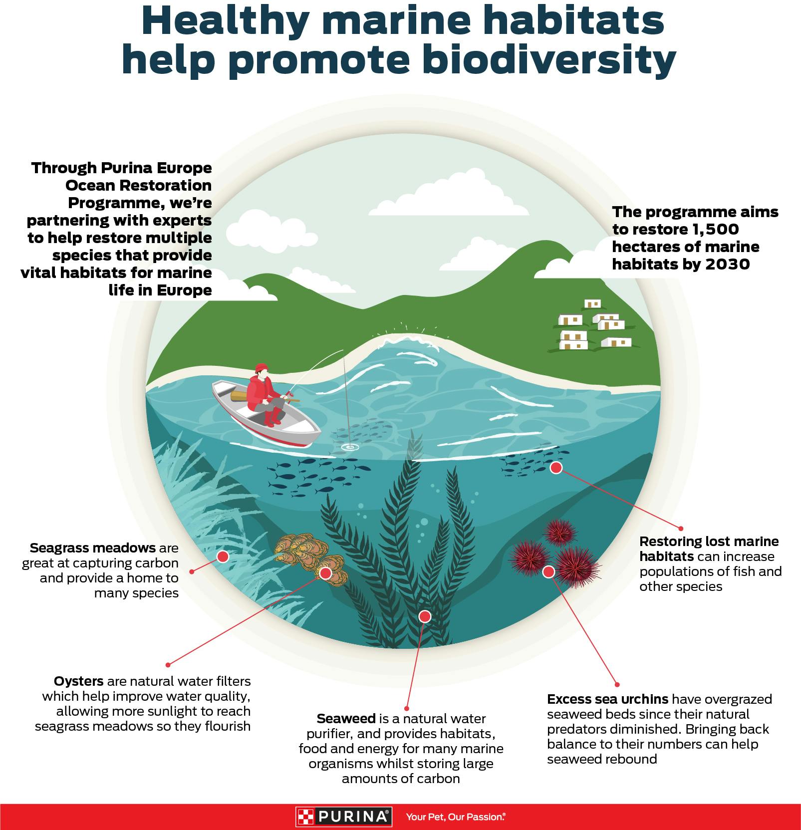 PRESS RELEASE: Seaweed experts launch global group to restore kelp forests  with new technique