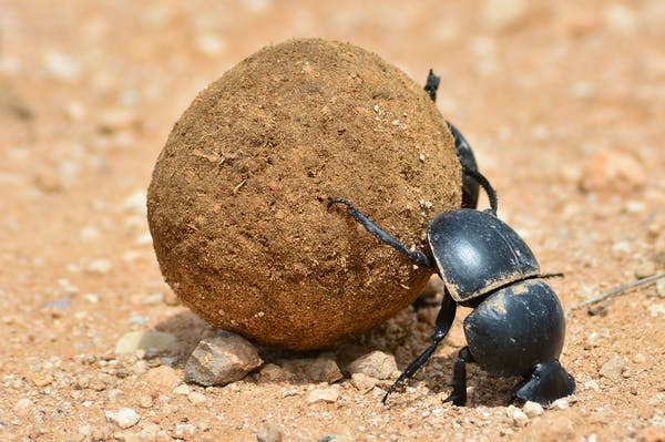 Bousier poussant une bouse remplie de graines : les seedballs au naturel