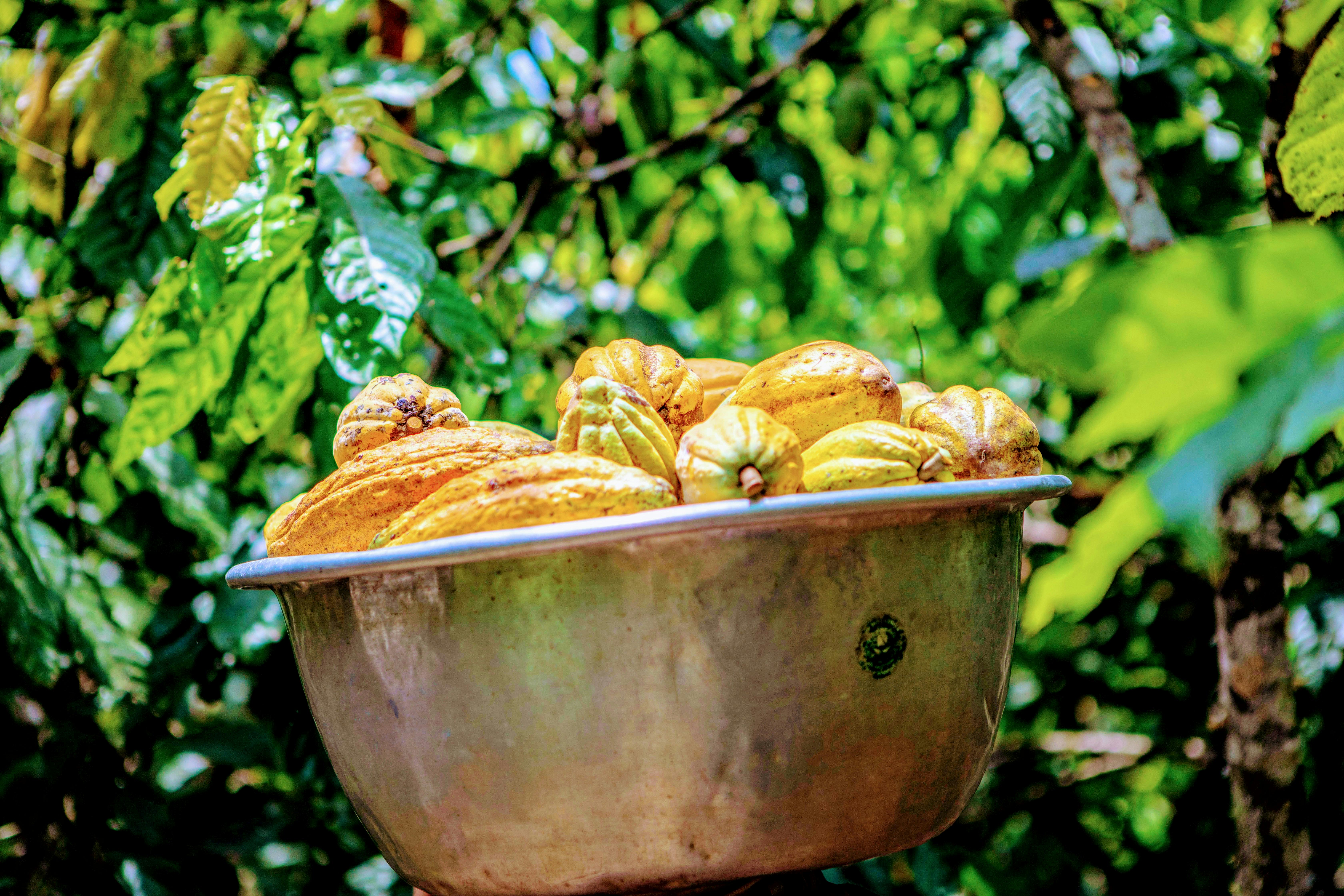 Gelbe Kakaoschoten in einer großen Schüssel