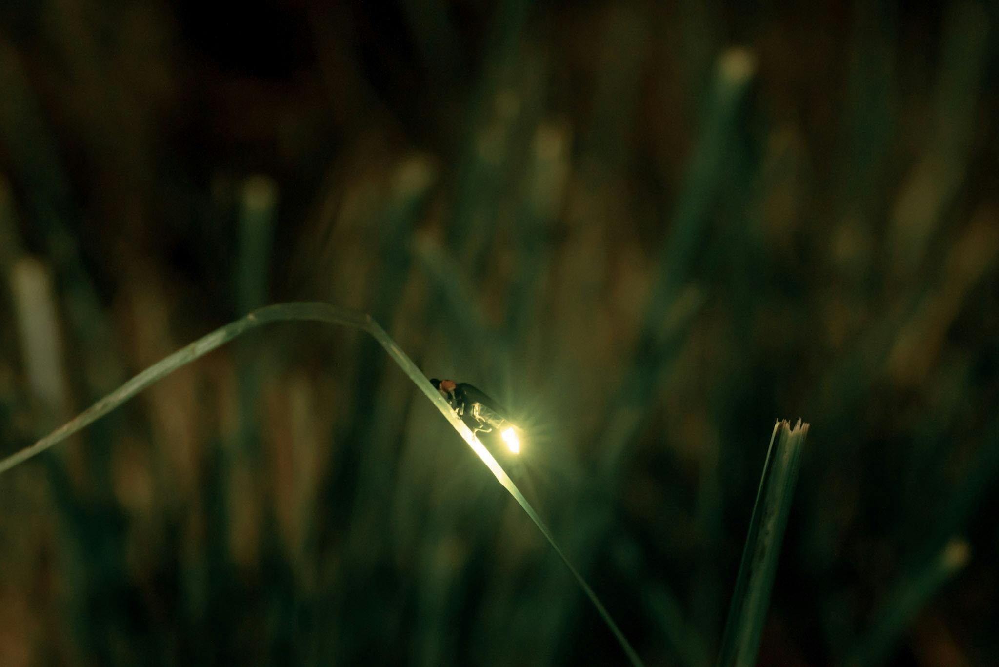 Fireflies are simply magical