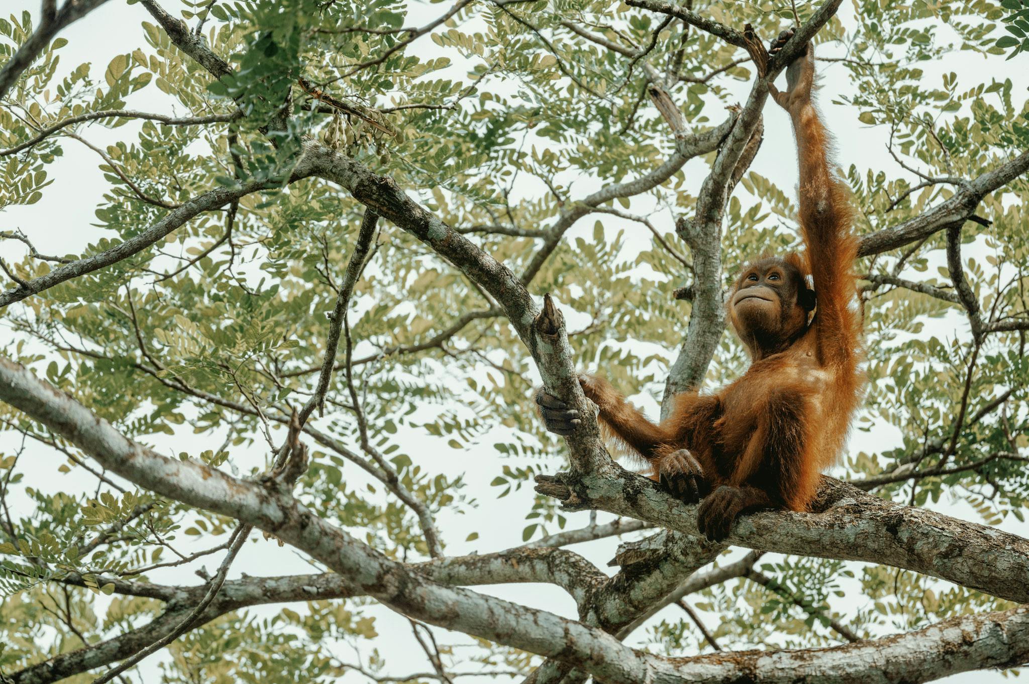 Wild Orangutans tend to be quite shy and like to hide up in trees