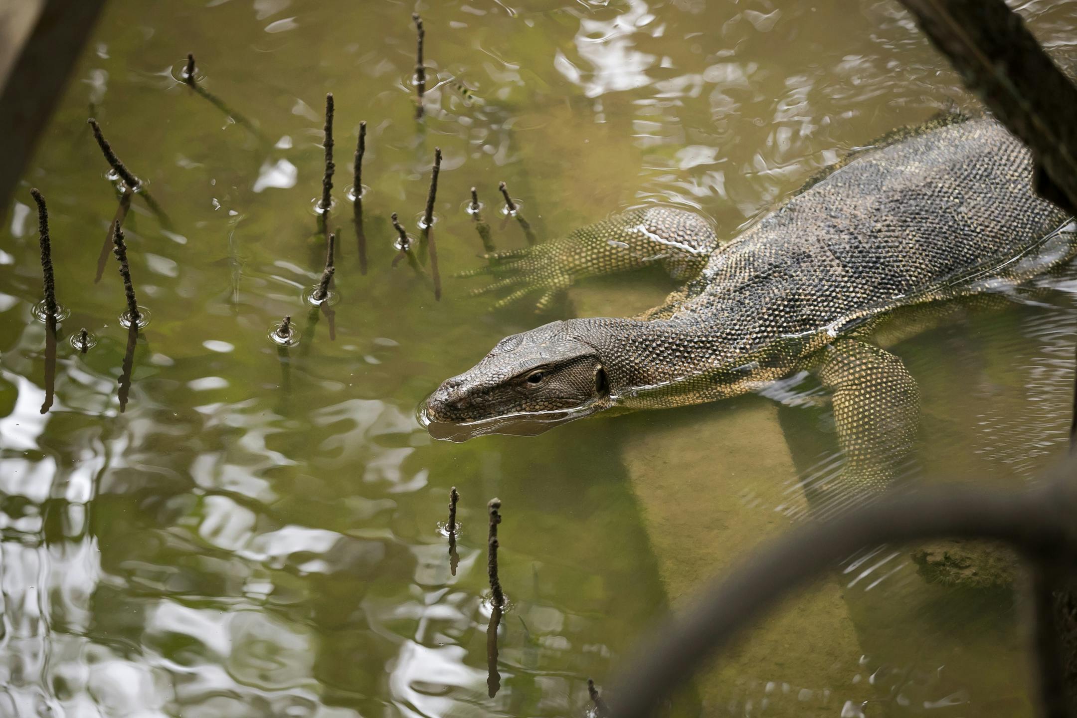 See wildlife with a naturalist guide in Sentosa's hidden rainforests 