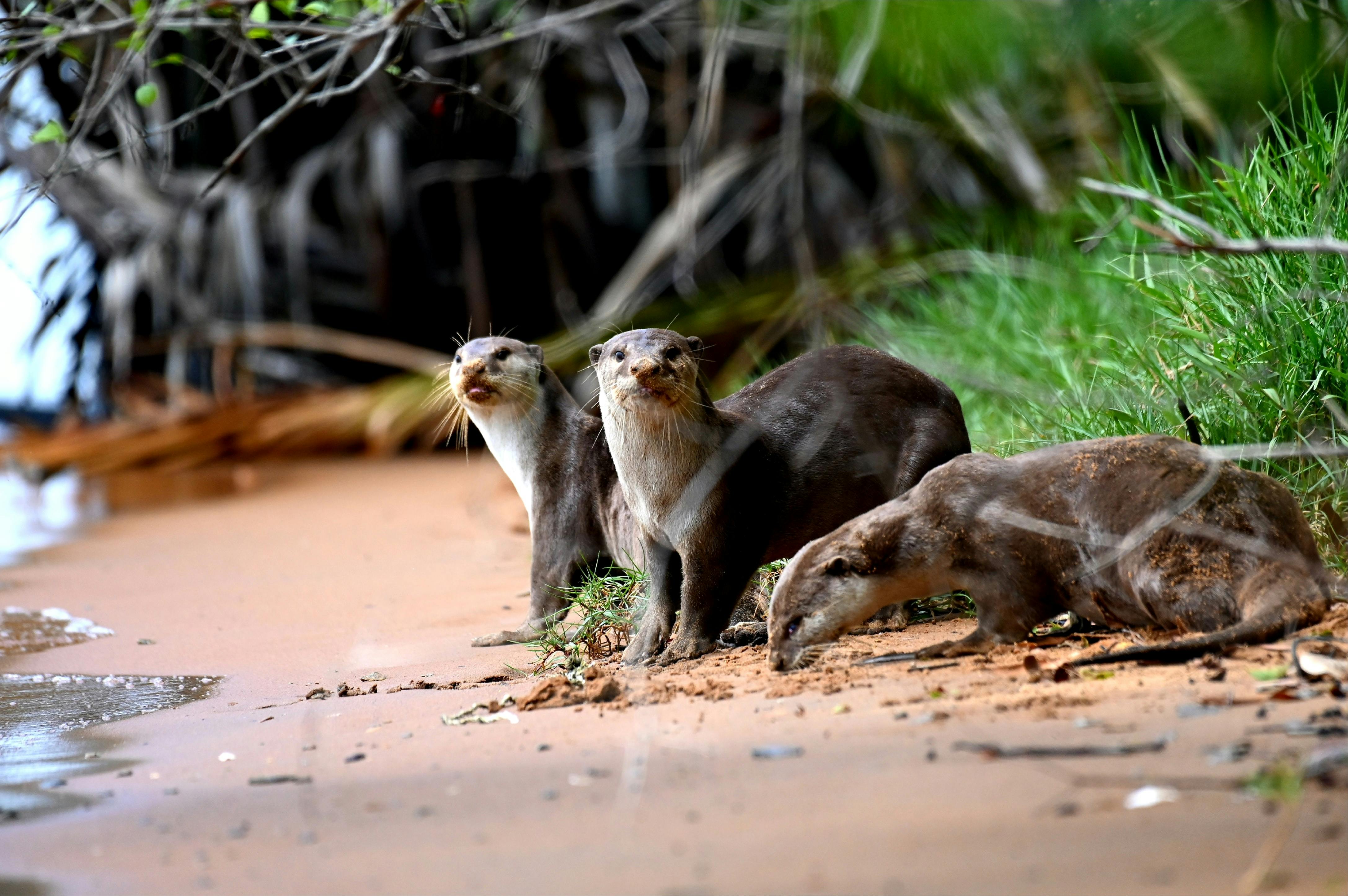 Singapore's Awesome Wildlife: The Weird & Wonderful