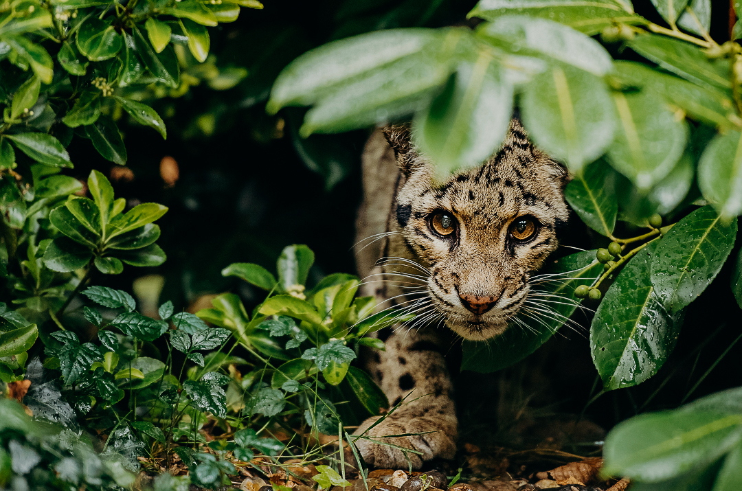 Seek Sophie | Deramakot Reserve: Asia's Best Kept Secret For Wildlife