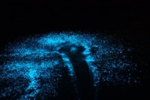 See bioluminescent plankton on Cat Ba