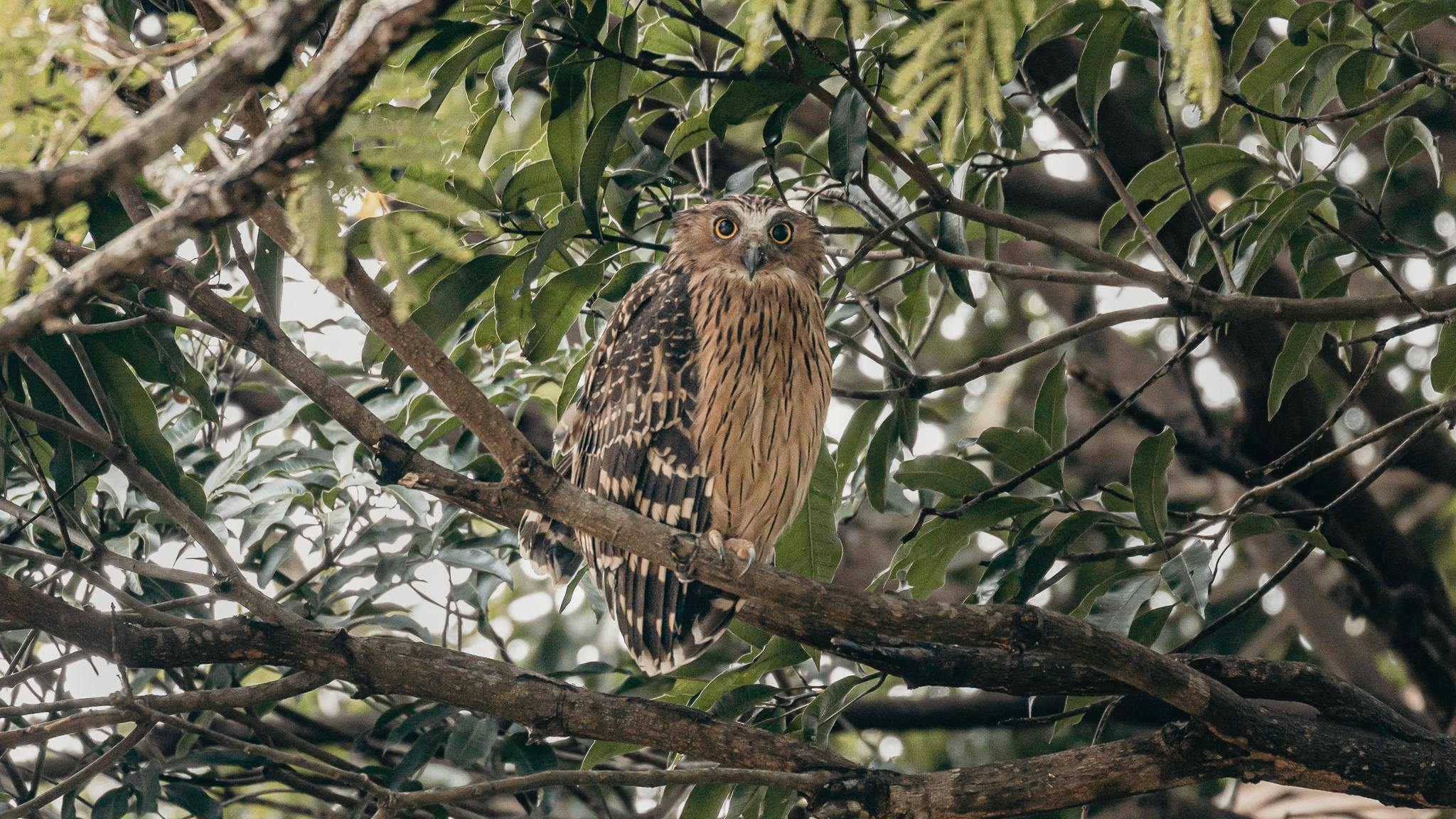 Best Places to Find Wildlife in Singapore