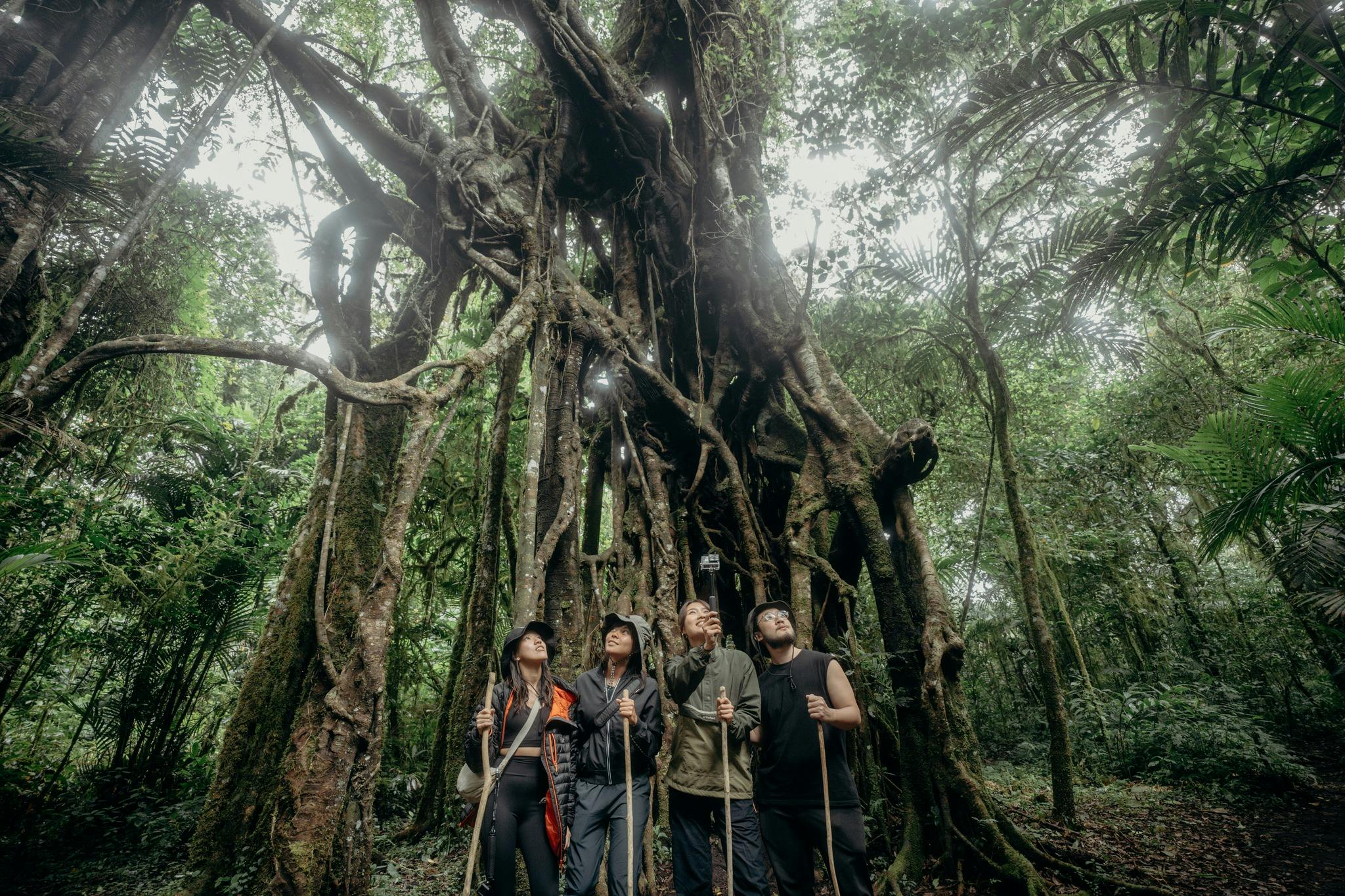 Trek to ancient rainforests with centuries' old trees in Munduk