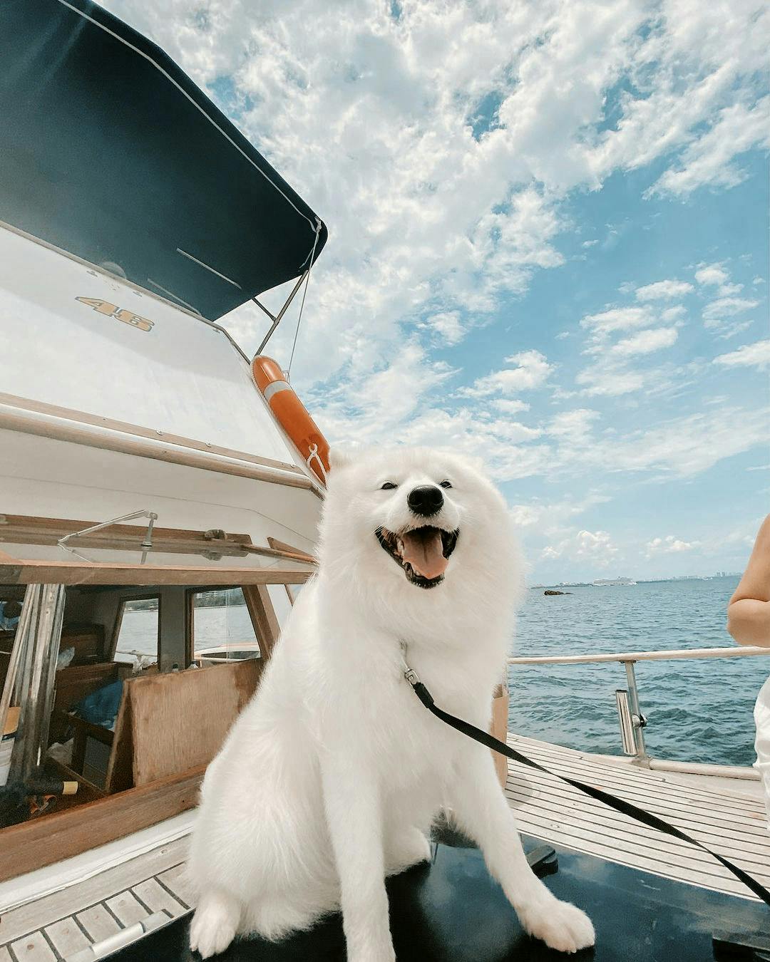 Can I bring my dogs on the yacht?