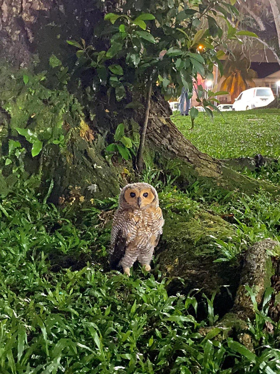 Young owlet stuck on the ground while learning how to fly. Photo courtesy of ACRES.