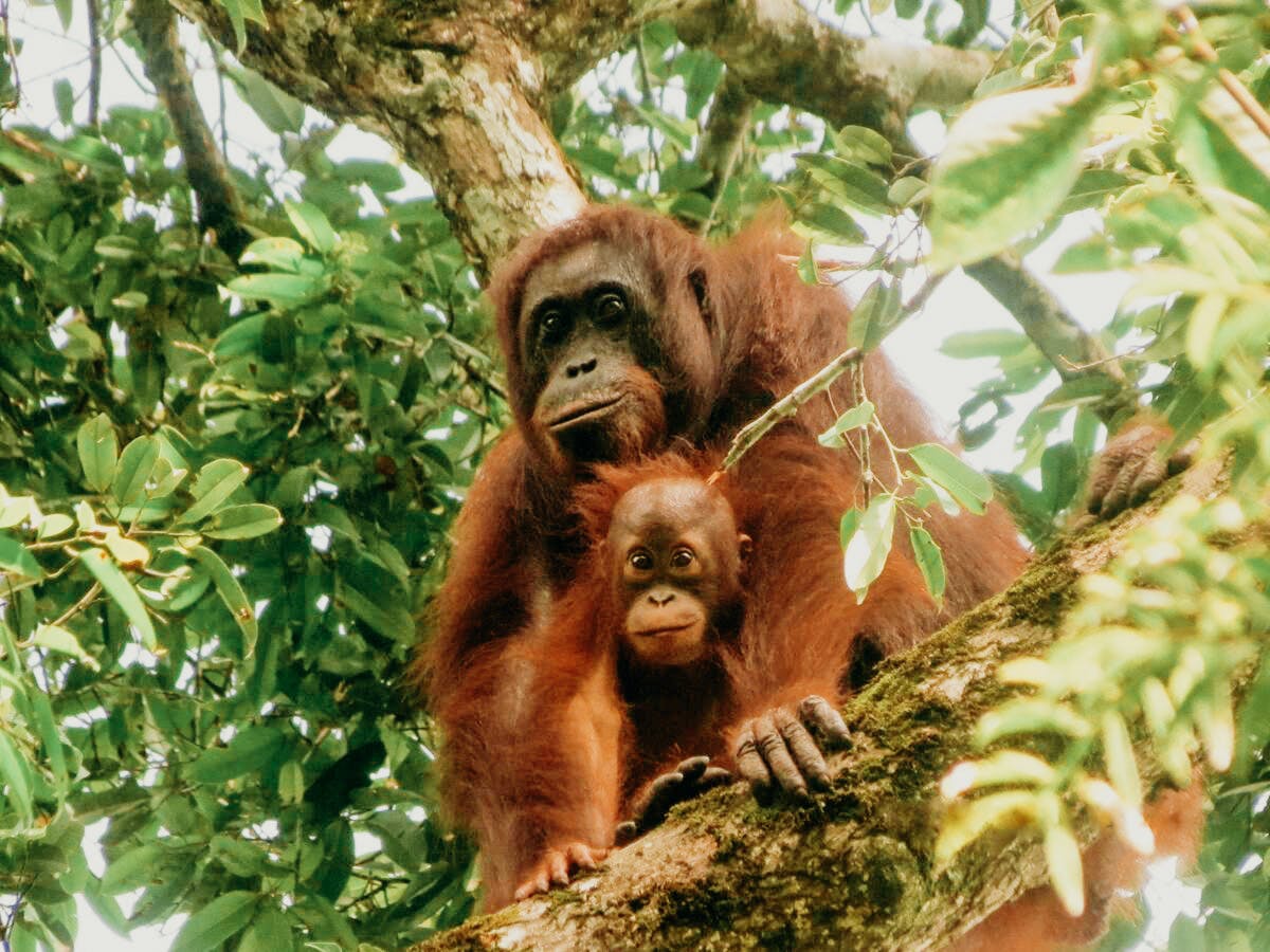 Orangutans were losing their habitat at Kinabatangan River until tourism 