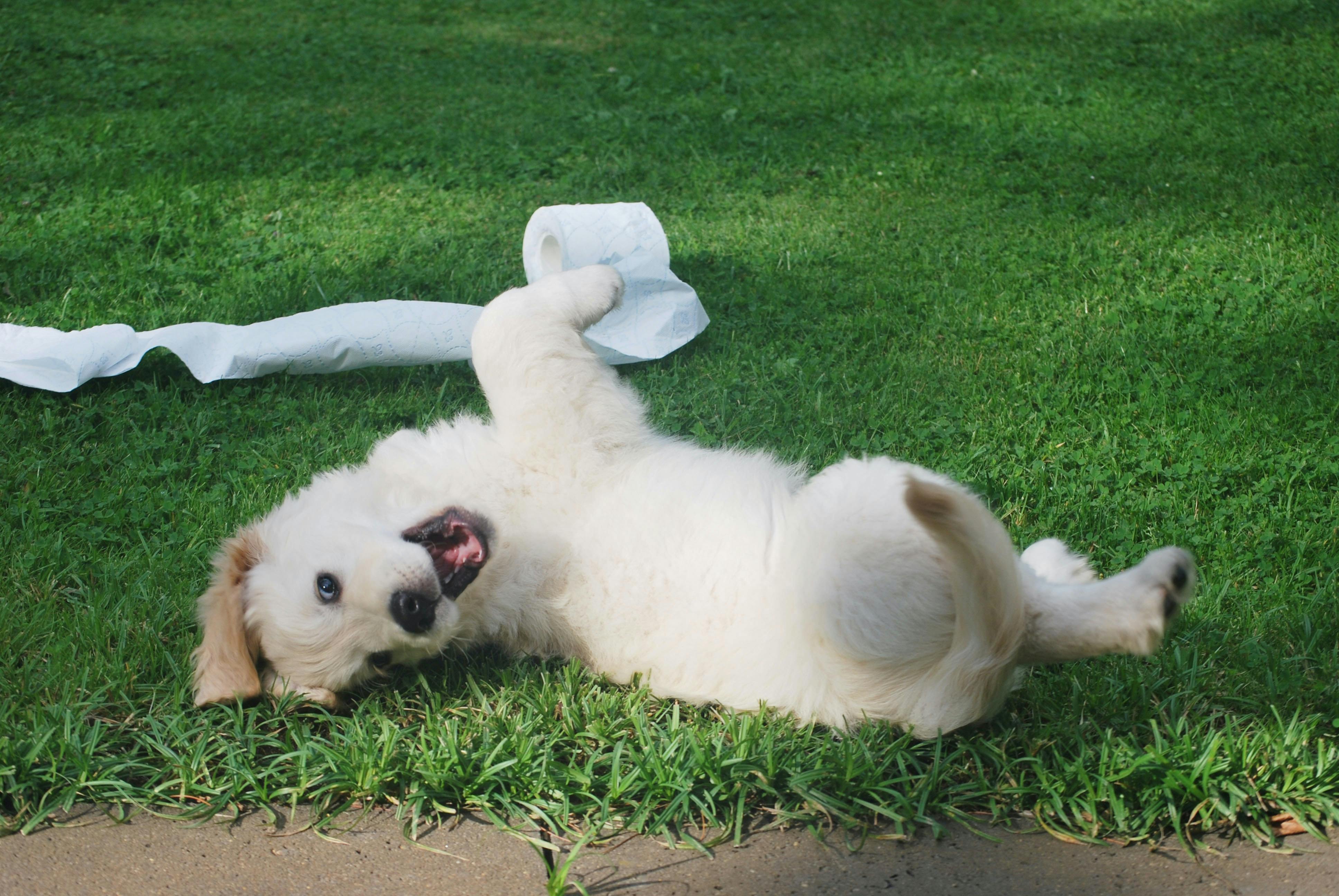 6 Pet-Friendly Getaways Just A Short Drive Away From Kuala Lumpur
