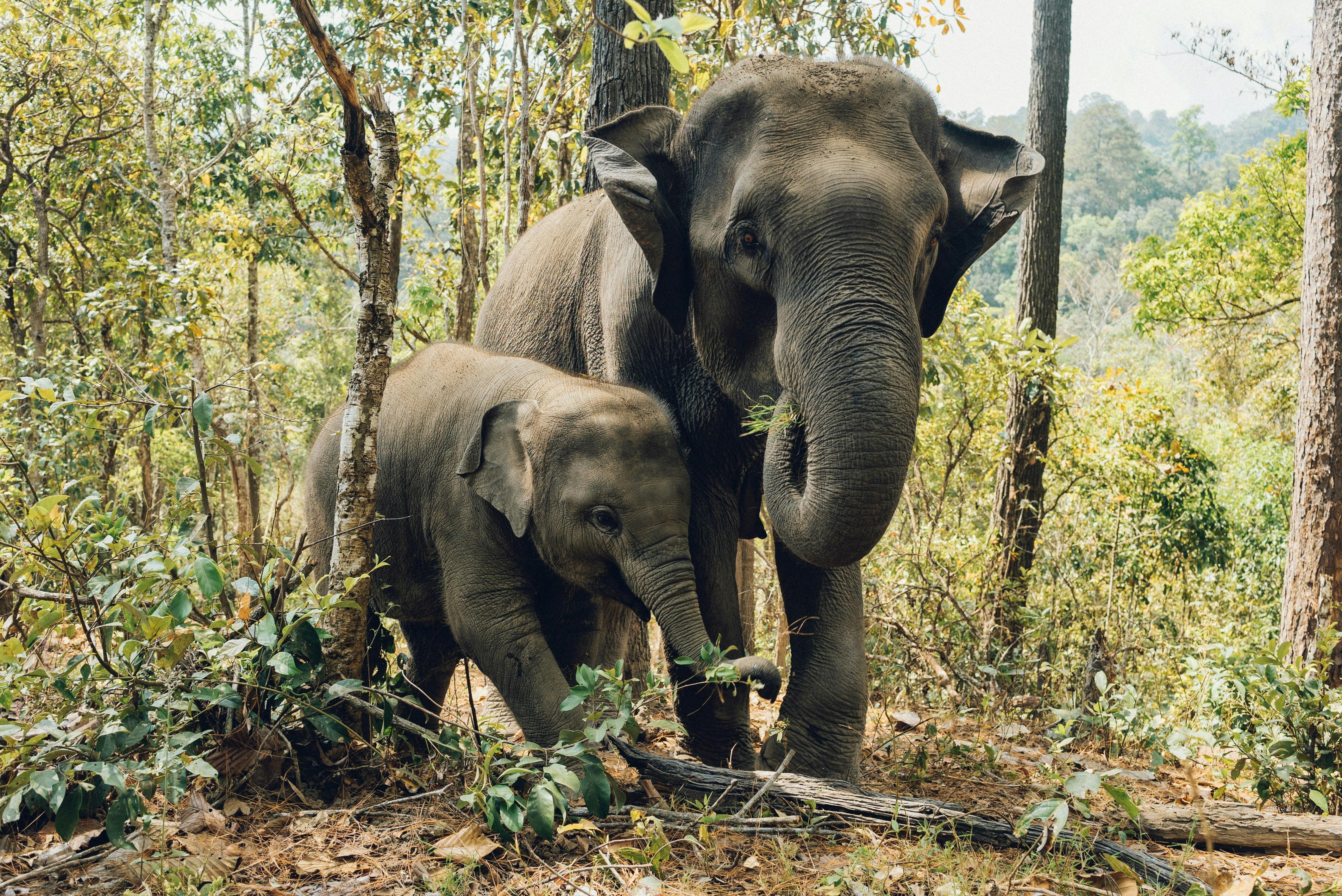 Asian elephants grazing in the forest