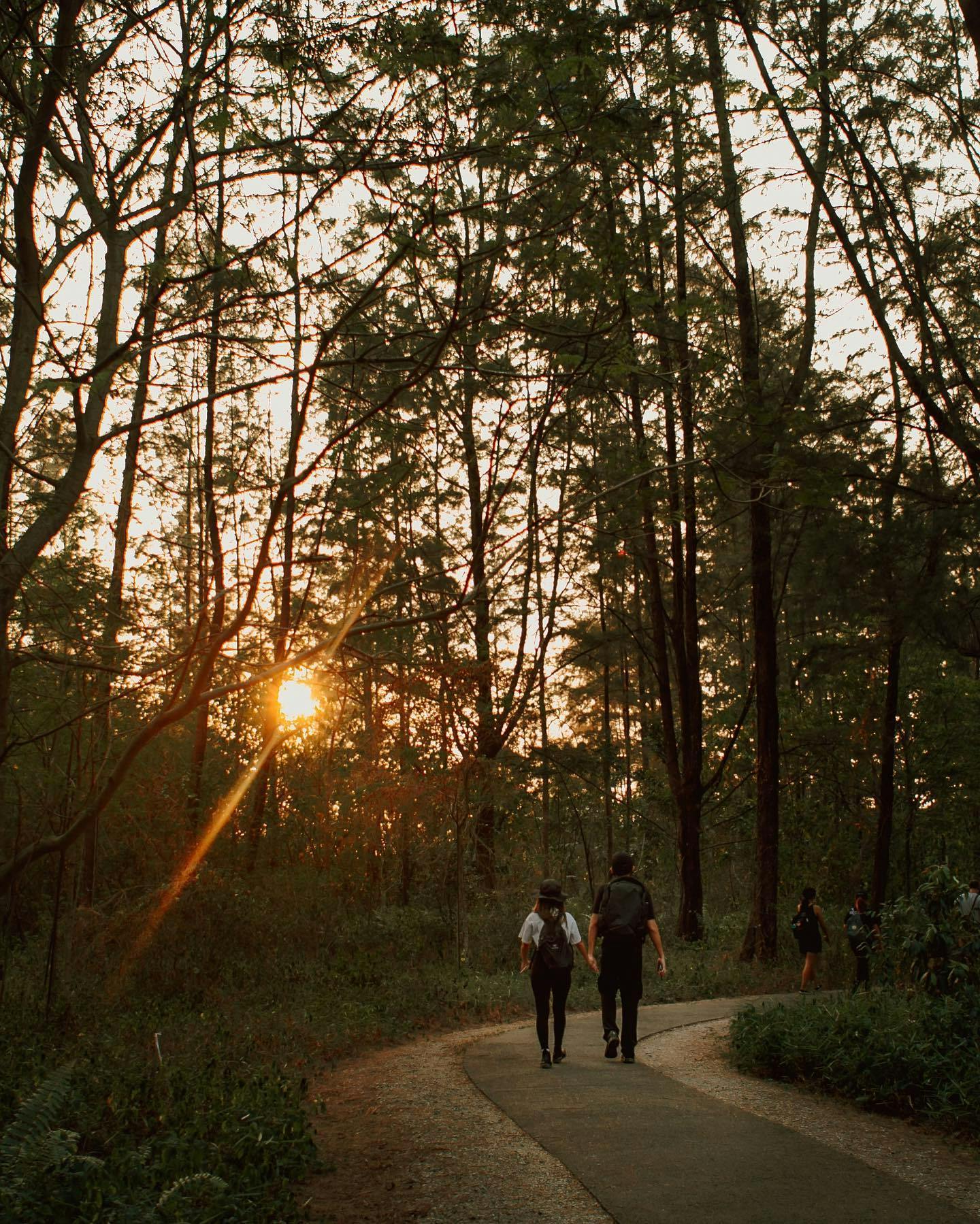 We love the tranquil, towering Casuarina trees in Coney Island. 