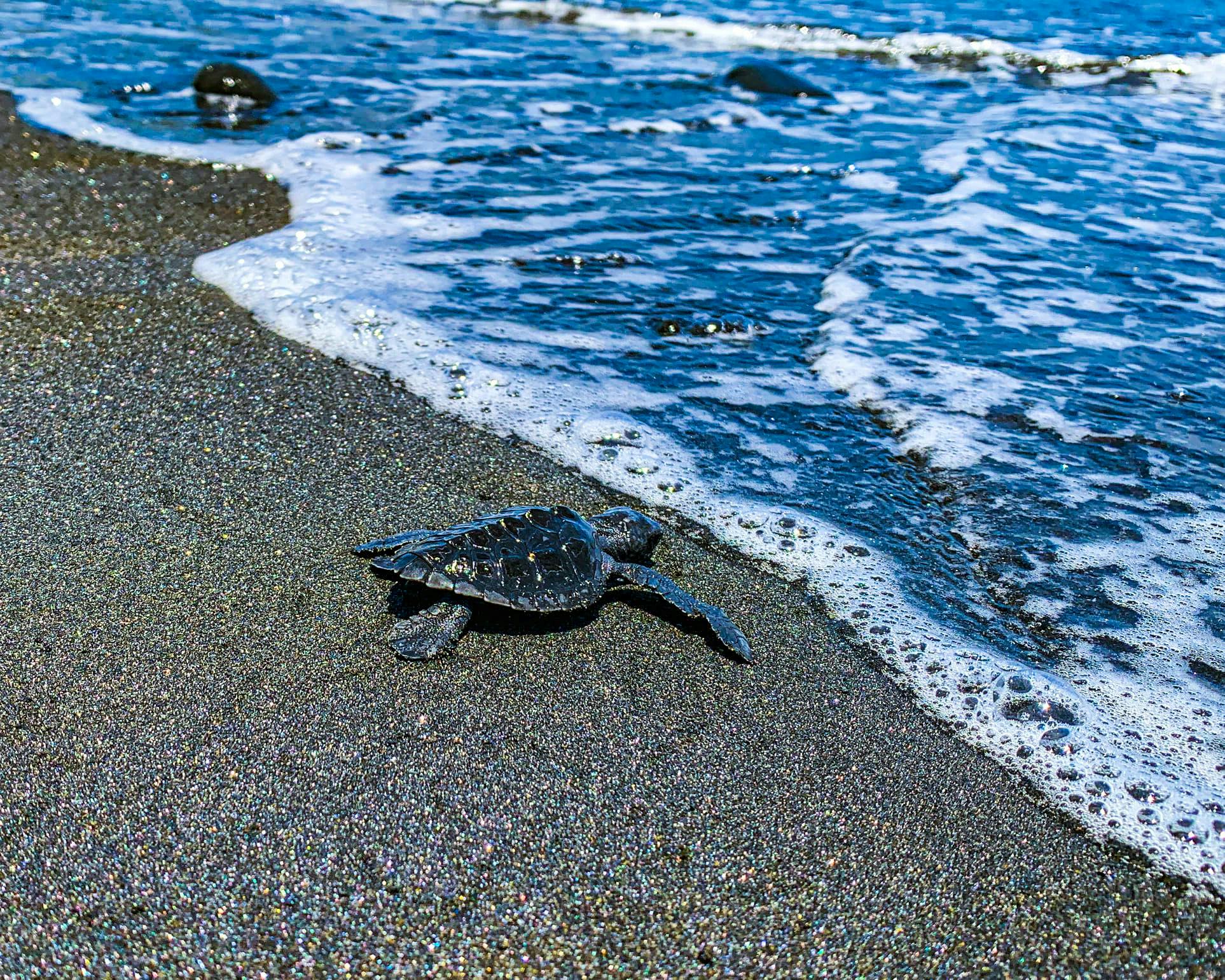 Support the conservation of sea turtles in Bali 