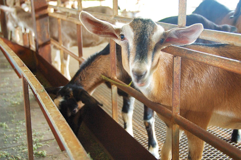 Visit Singapore's Only Goat Farm