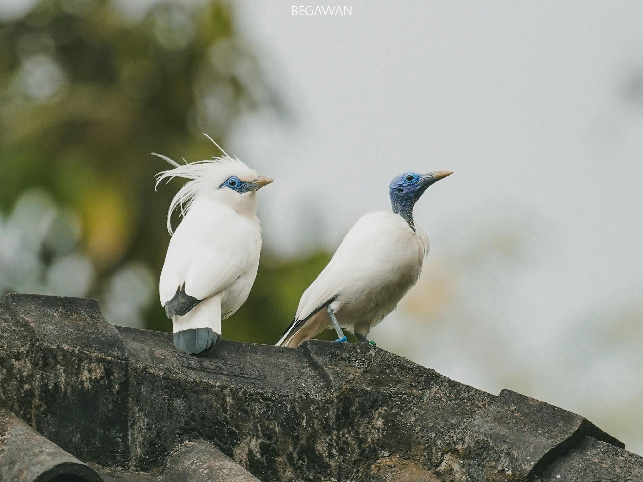 The Bali Starling, one of the rarest birds in the world and critically endangered