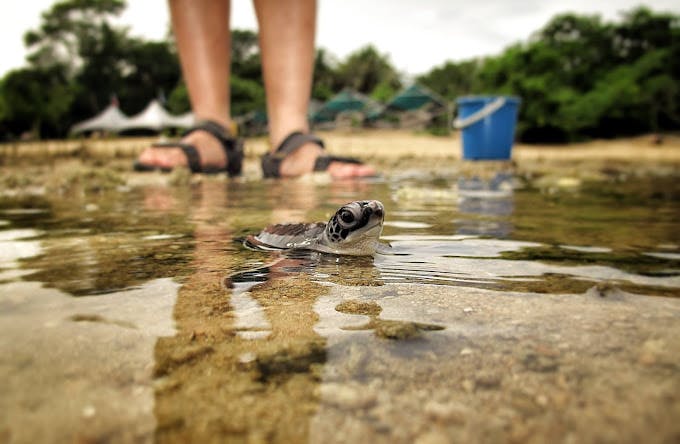 A baby turtle being released into the sea