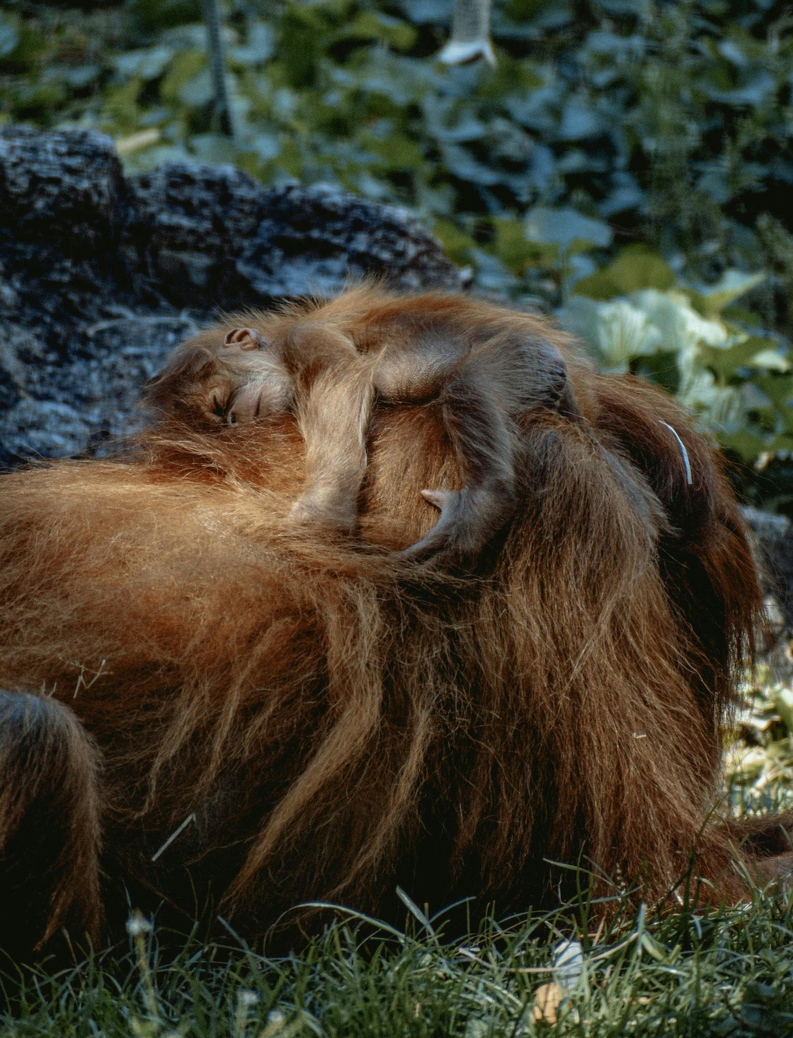 Orangutans will stay with their mums when they're younger, and will go solo in adulthood