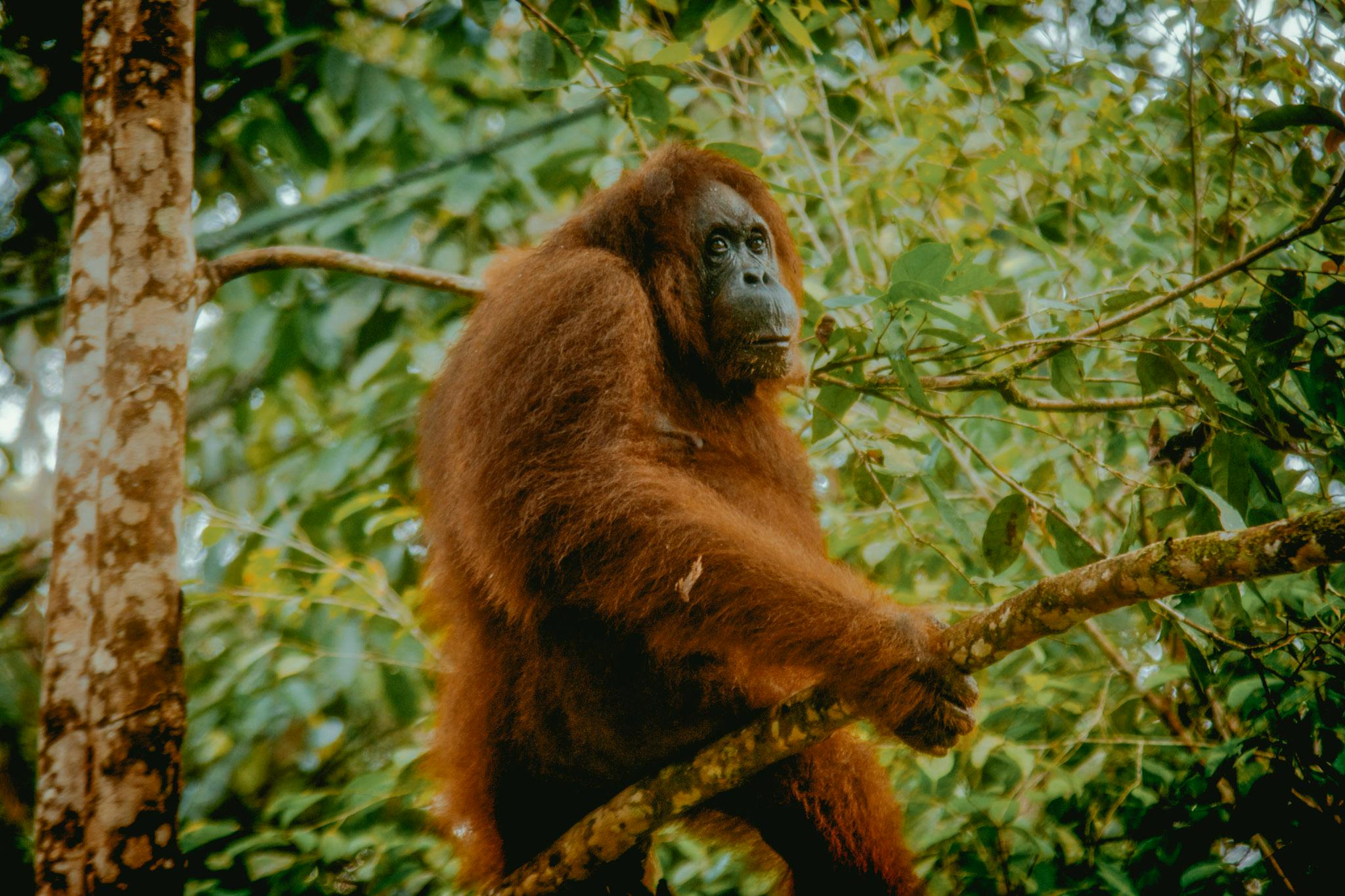 Best Places to Spot Orangutans in the Wild [2024]