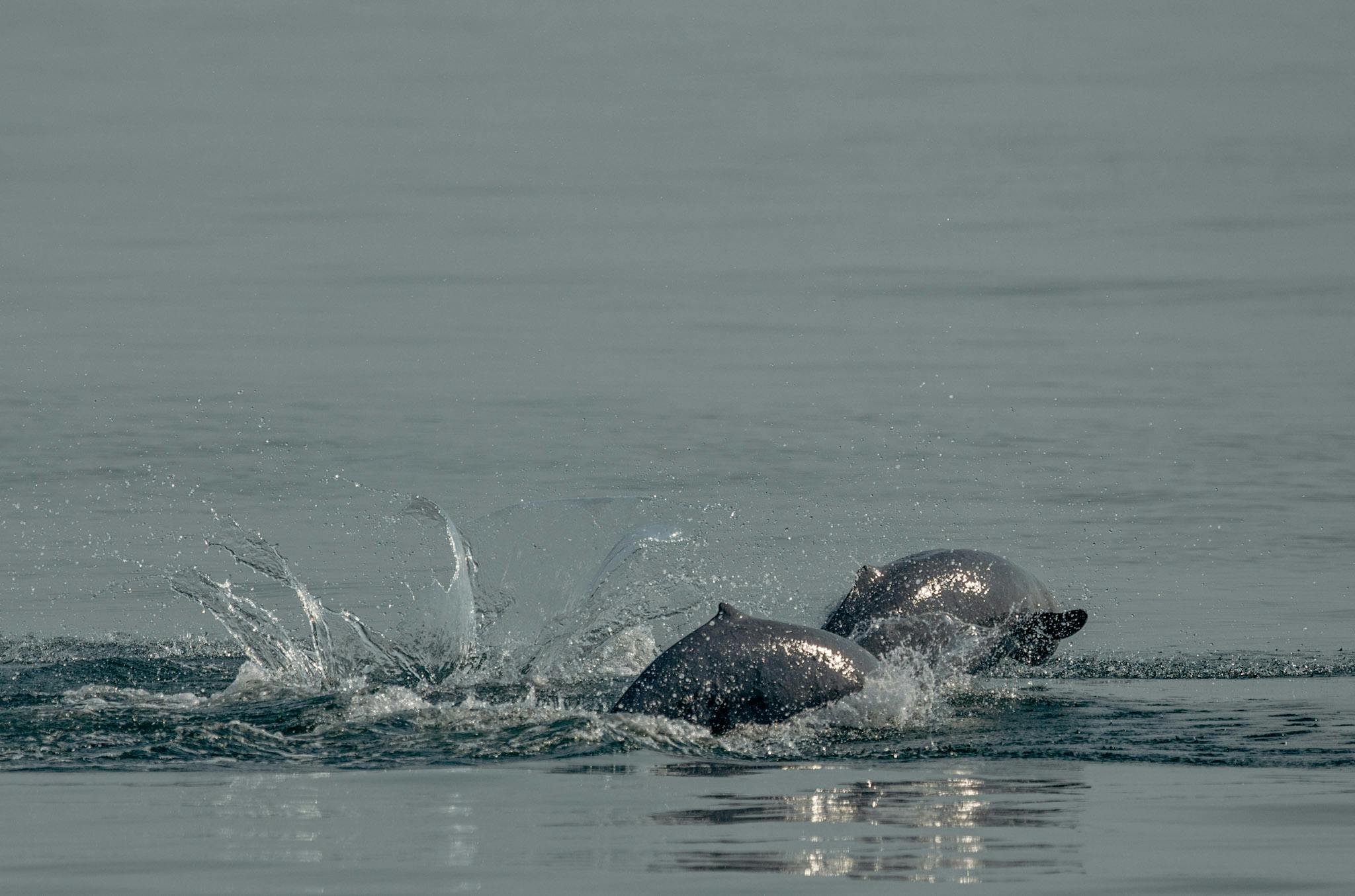 Rare and lucky sight of dolphins jumping out of the water!