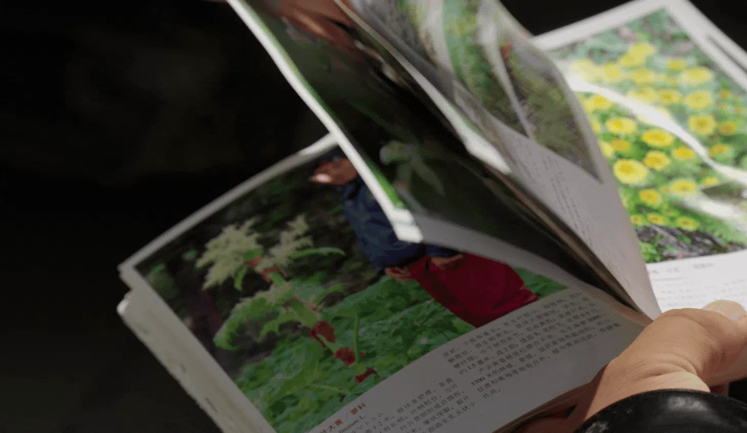 Tsebho dan buku botani setianya yang sentiasa dibawa dalam setiap pengembaraan. Kita memang tak pernah tahu apa yang akan ditemui!