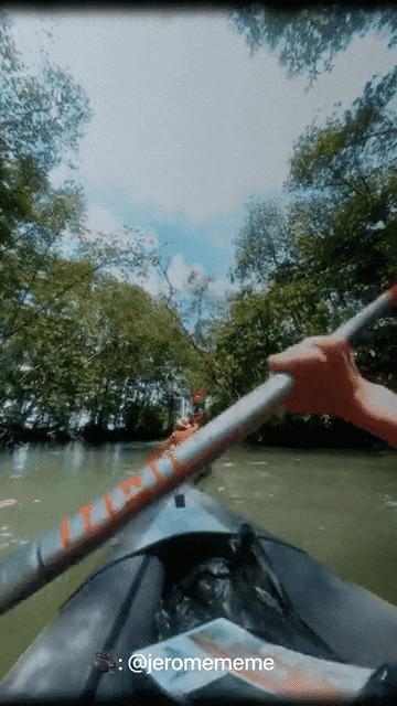 Kayak in gorgeous mangroves