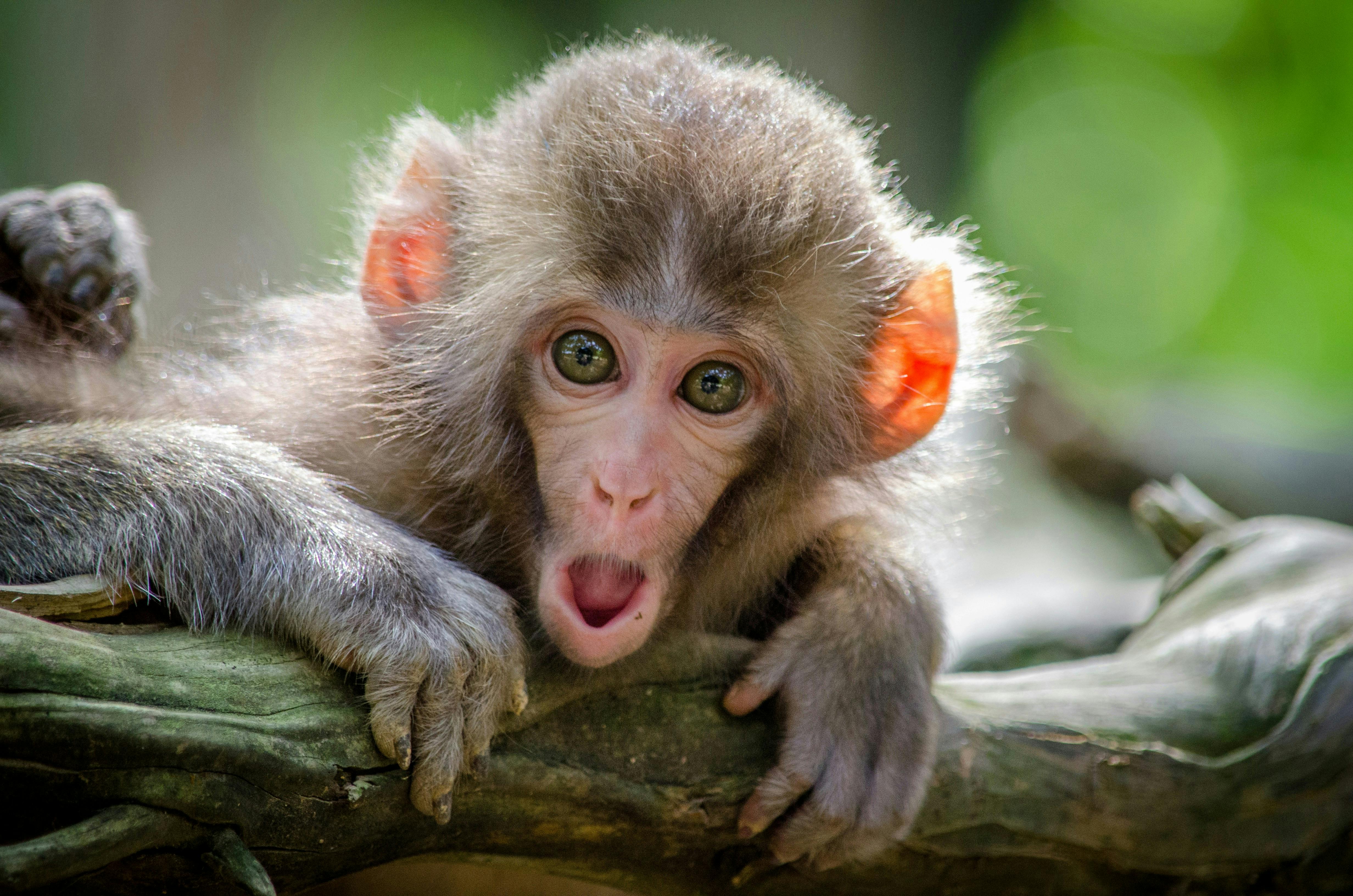 Get ready for chaotic, cheeky monkeys at Monkey forest!