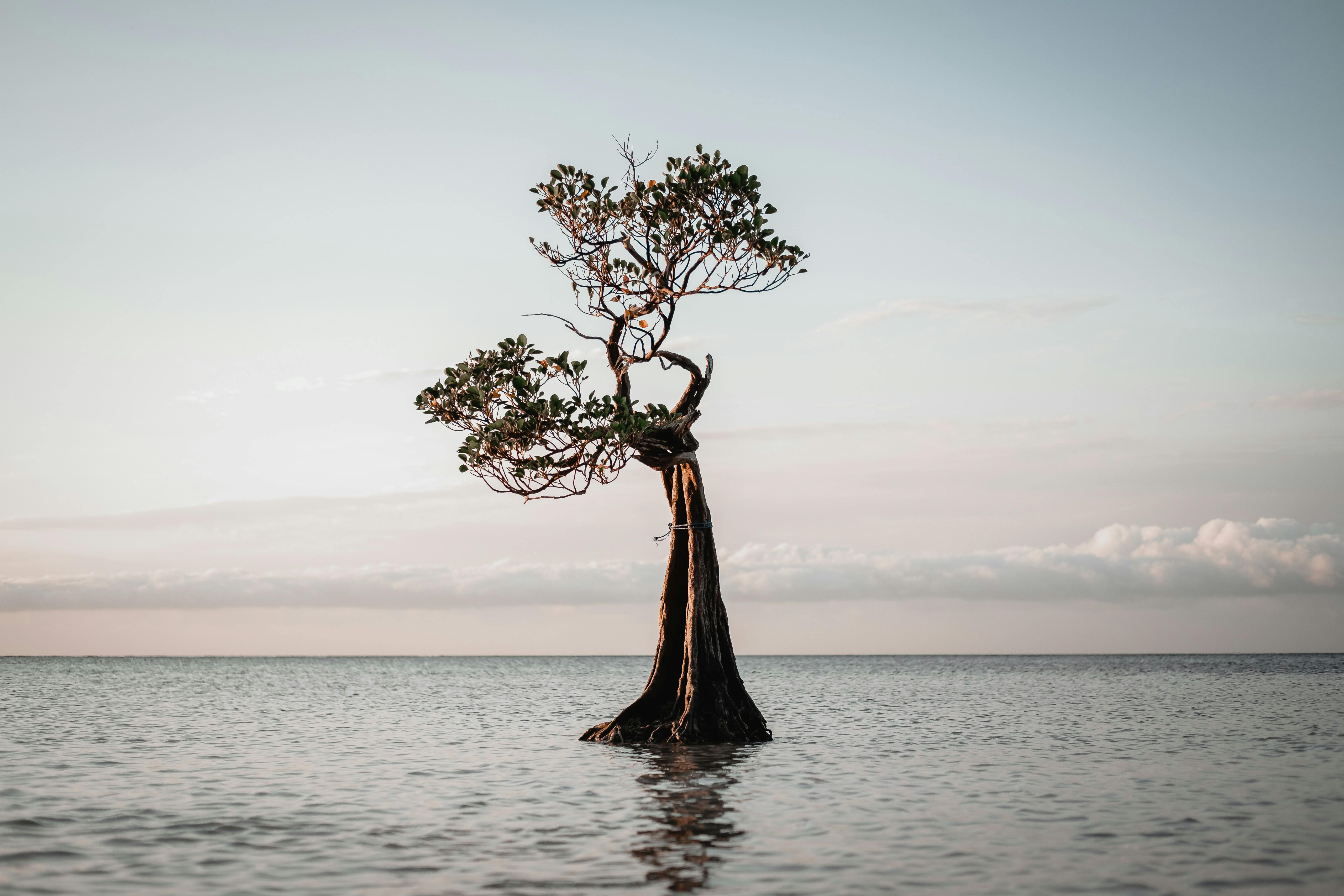 Dancing Trees at Walakiri Beach